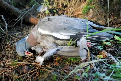 Sepelkyyhky on Suomen suosituinta riistaa - Metsästys ja Kalastus