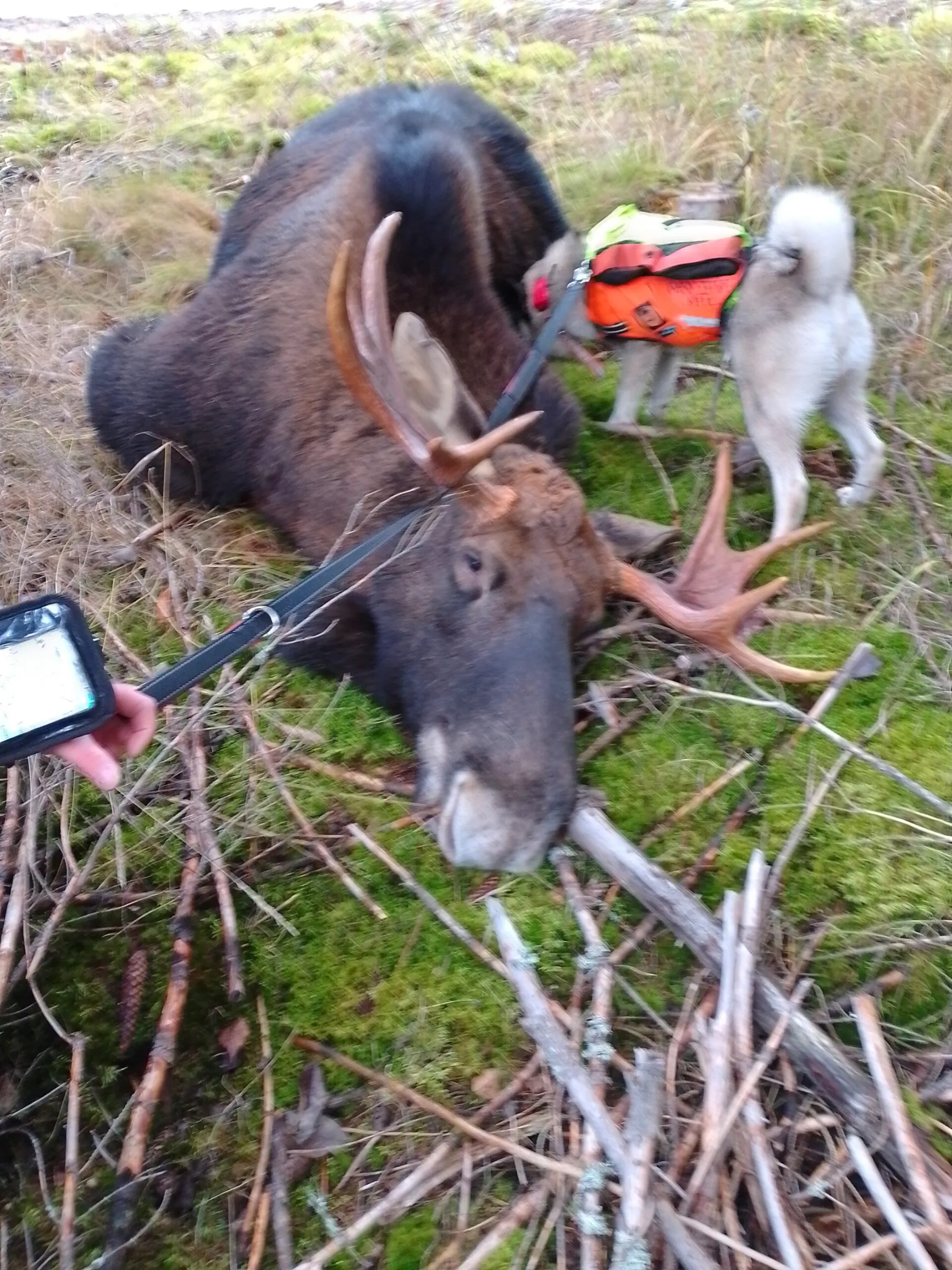 Hirvien kymppikerho - Tapio mehtovuori - Metsästys ja Kalastus